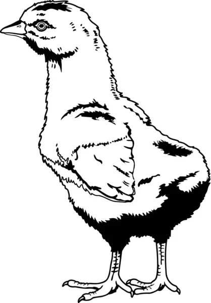 Chick Standing Vector Illustration — Stockový vektor