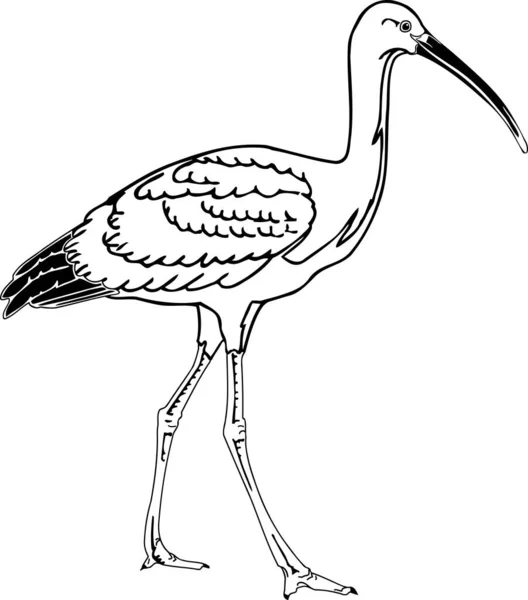 Scarlet Ibis Vector Illustration — Stock Vector