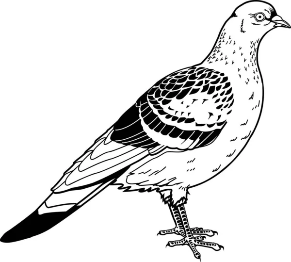 Güvercin Durma Vektörü Llüstrasyonu — Stok Vektör
