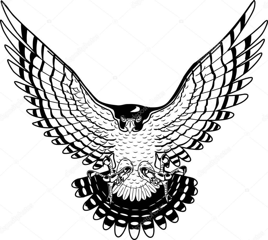 Peregrine Falcon Vector Illustration