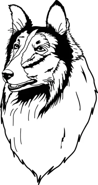 Collie Head Vector Ilustración — Archivo Imágenes Vectoriales