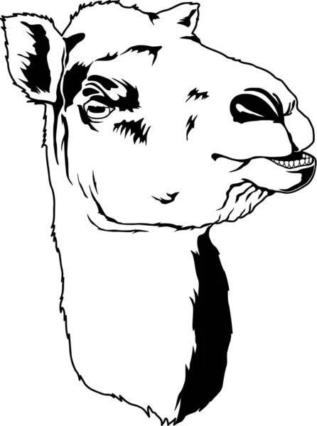 Camel Face Vector Illustratie — Stockvector