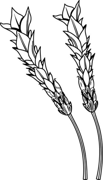 Lavendel Pflanzen Vektor Illustration — Stockvektor