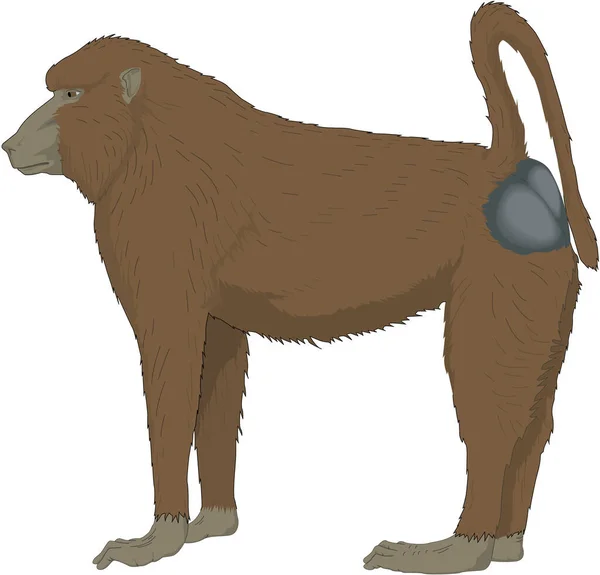 Baboon Ape Vector Illustration — стоковий вектор