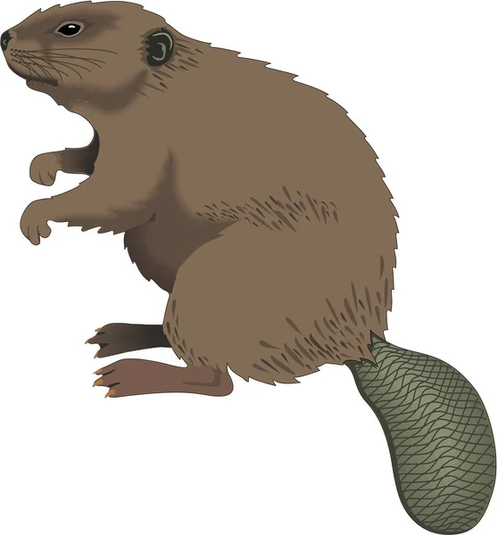 Beaver Seitting Vector Illustration — Stockový vektor