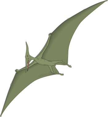 Pterodactyl Uçan Vektör İllüstrasyonu