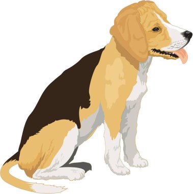 Beagle Oturan Vektör İllüstrasyonu