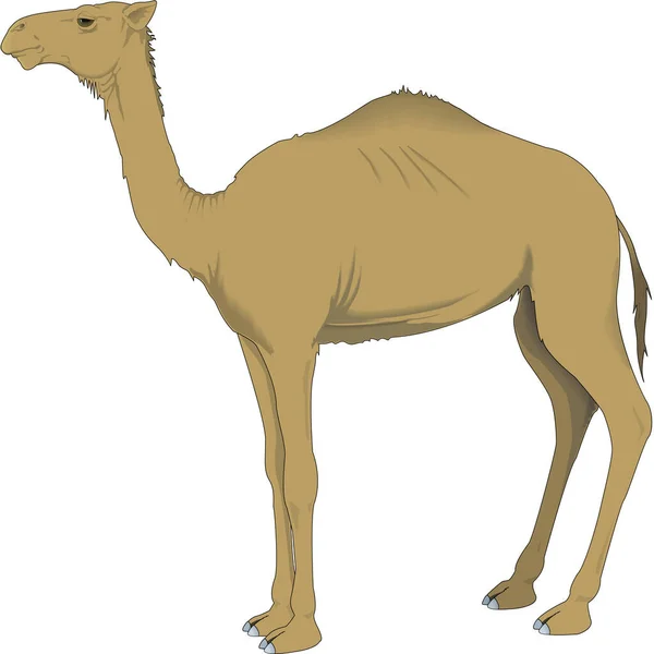 Camel Standing Vector Illustration — Stockvektor