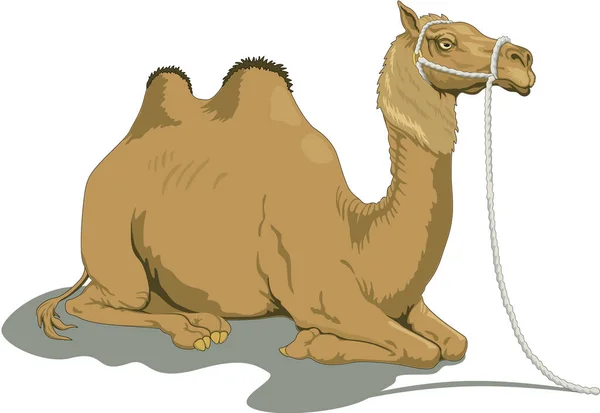 Camel Laying Vector Illustration — Stock Vector