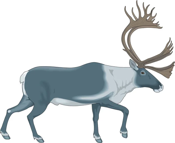 Caribou Walking Vector Illustration — Stockový vektor
