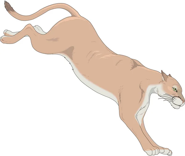 Cougar Salto Vettoriale Illustrazione — Vettoriale Stock