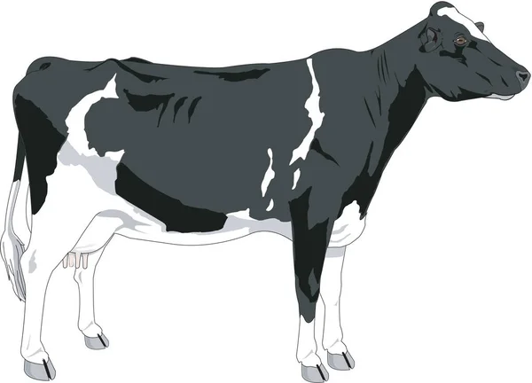 Cow Stående Vektor Illustration — Stock vektor