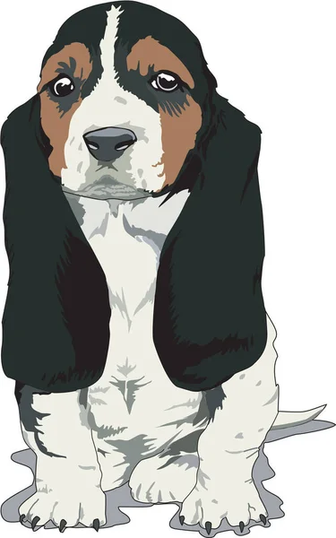 Illustration Vectorielle Basset Hound — Image vectorielle