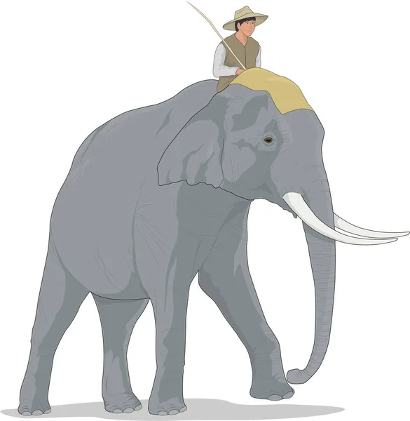 Asiatisk Elefantvektor Illustration — Stock vektor