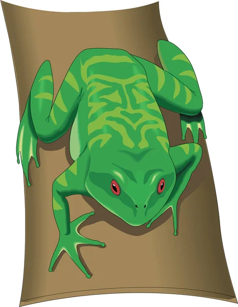 Векторная Иллюстрация Древесных Лягушек — стоковый вектор