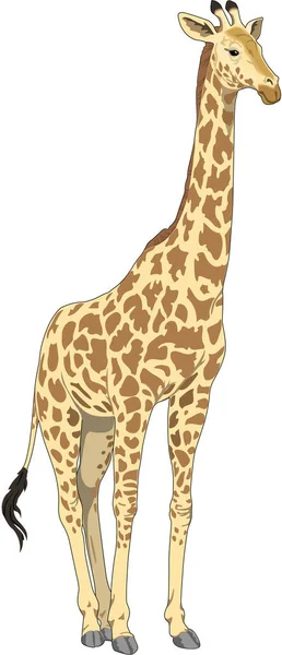 Giraffe Standing Vector Illustration — Stockvektor