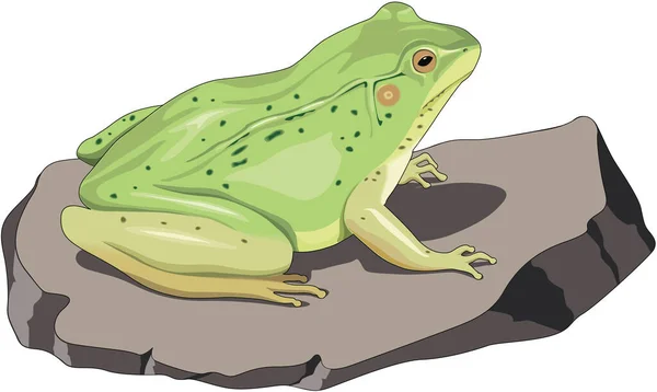 Frog Rock Vector Illustration — Stock Vector