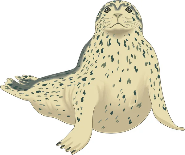 Harbor Seal Vector Illustration — Stock vektor