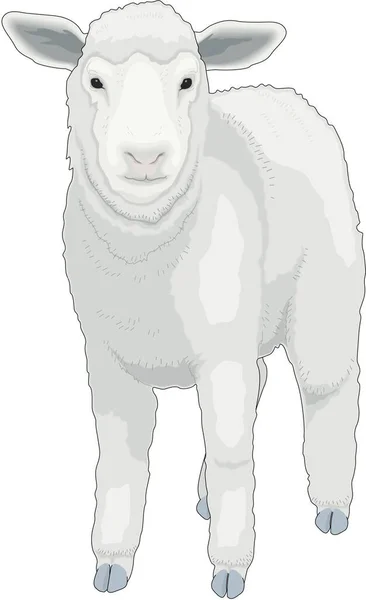 Lamb Standing Vector Illustration — Stock Vector