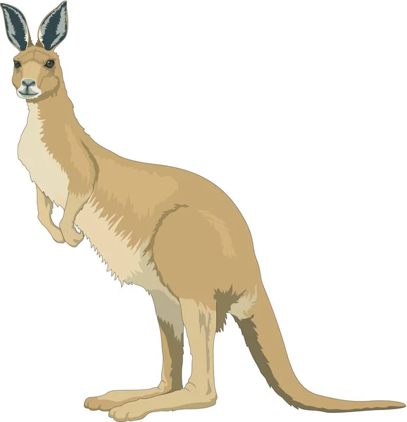 Kangaroo Standing Vector Illustration — Stock Vector