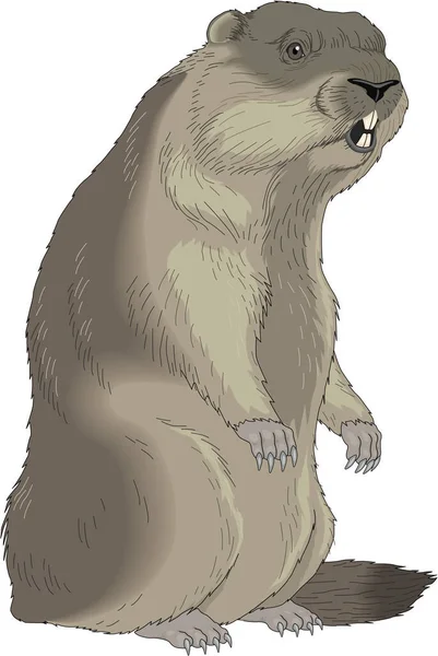 Marmot Standing Vector Illustration — Stockový vektor