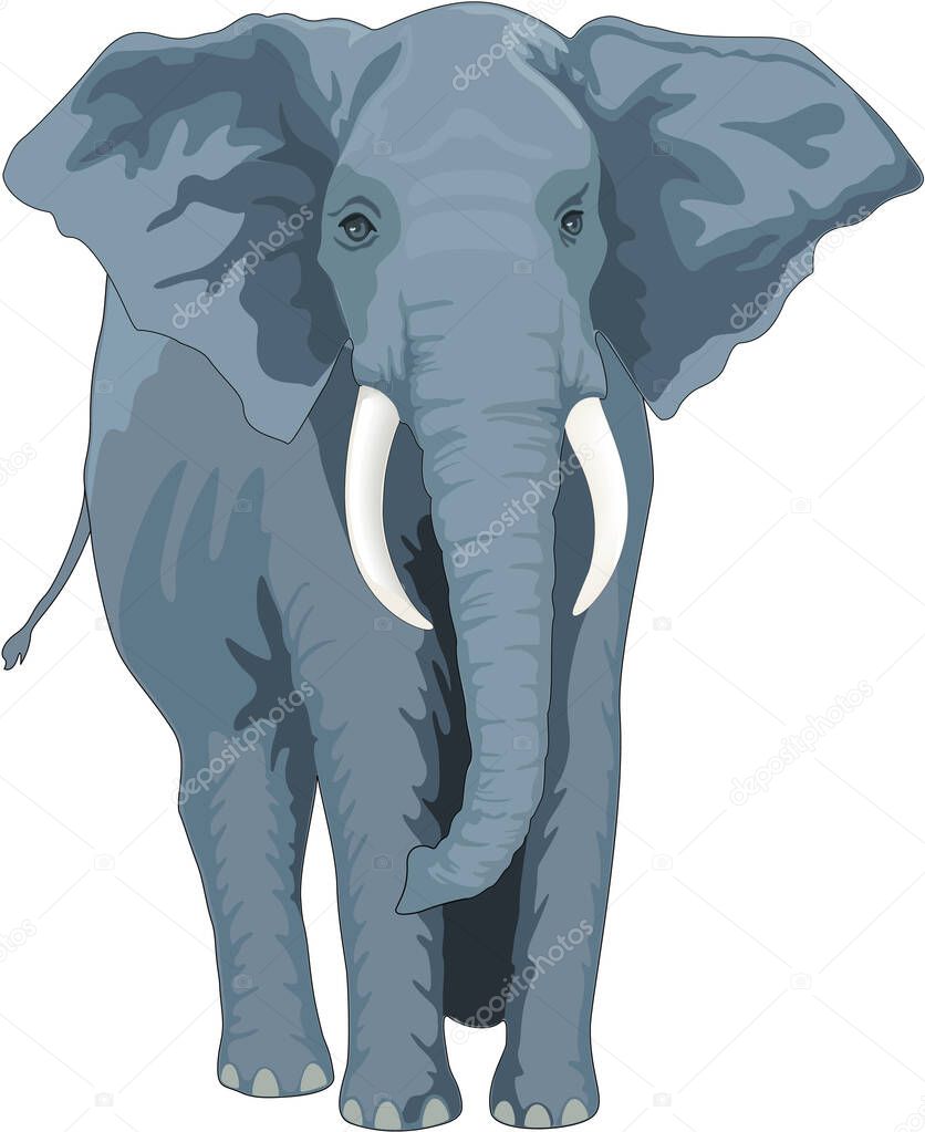African Elephant Vector Illustration