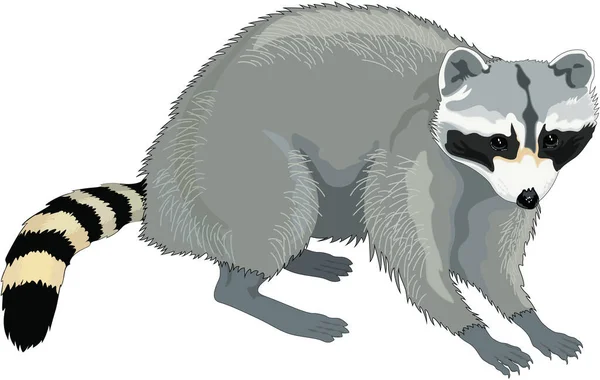 Waschbär Als Vektor Illustration — Stockvektor