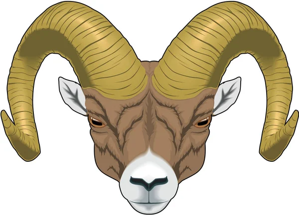 Ram Head Vector Ilustração — Vetor de Stock