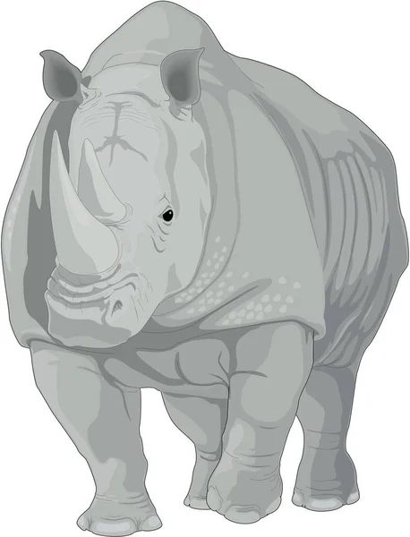 Rhinoceros Walking Vector Illustration — Stock vektor