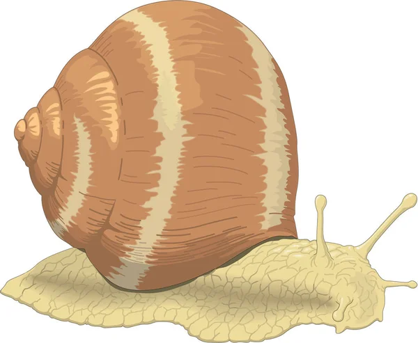 Illustration Des Schnecken Und Muschelvektors — Stockvektor