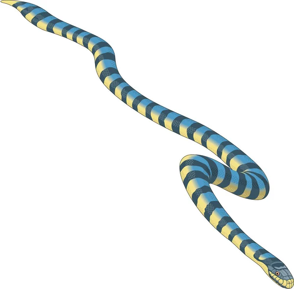Sea Snake Vector Illustration — Stock Vector