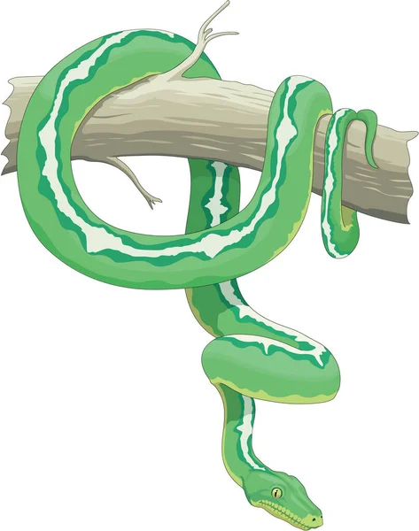 Green Tree Snake Vector Illustration — Stock Vector