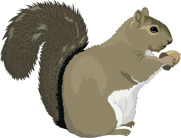 Grauhörnchen Vektor Illustration — Stockvektor