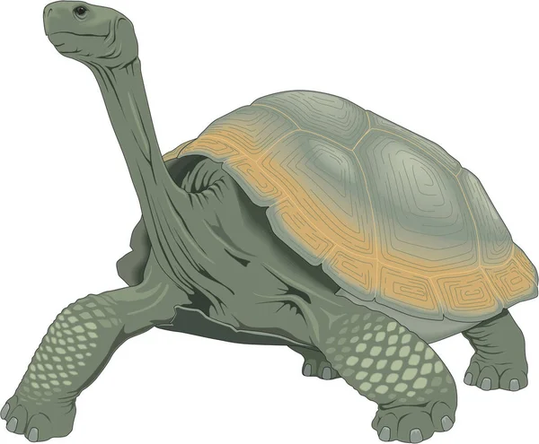Galapagos Tortoise Vector Illustration — Stock Vector