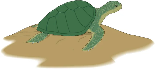 Havssköldpadda Vektor Illustration — Stock vektor