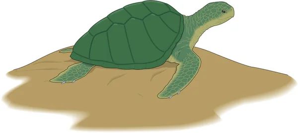 Tortuga Marina Vector Ilustración — Archivo Imágenes Vectoriales