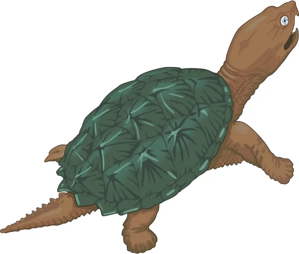 Schnappschildkrötenvektorillustration — Stockvektor