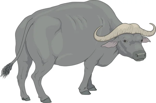 Vatten Buffel Vektor Illustration — Stock vektor