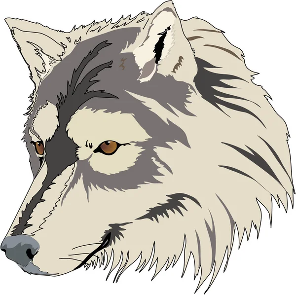 Lobo Cabeza Vector Ilustración — Archivo Imágenes Vectoriales