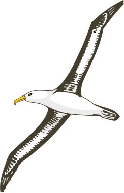 Siyah Kaşlı Albatros Vektör İllüstrasyonu