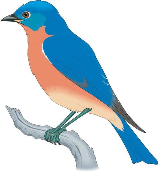Modrý Pták Vektorové Ilustrace — Stockový vektor