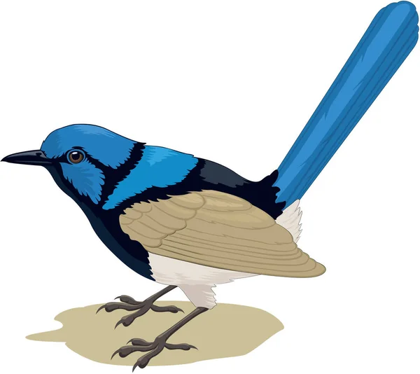 Superb Blue Wren Εικονογράφηση Διάνυσμα — Διανυσματικό Αρχείο