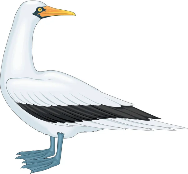 Masked Booby Vector Illustration — 스톡 벡터