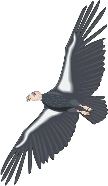 California Condor Vector Illustration — Stockový vektor