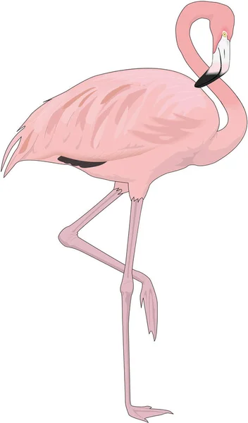 Daha Büyük Flamingo Vektör Llüstrasyonu — Stok Vektör