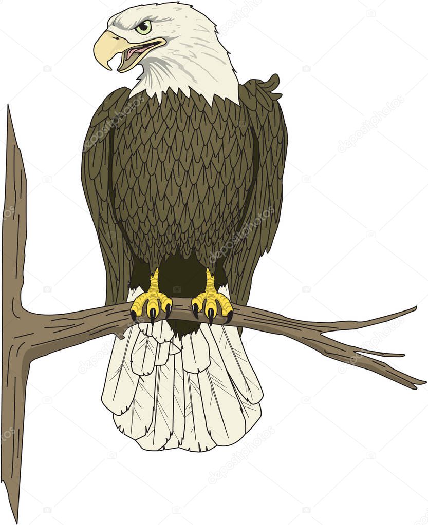 Eagle Perched Vector Illustration