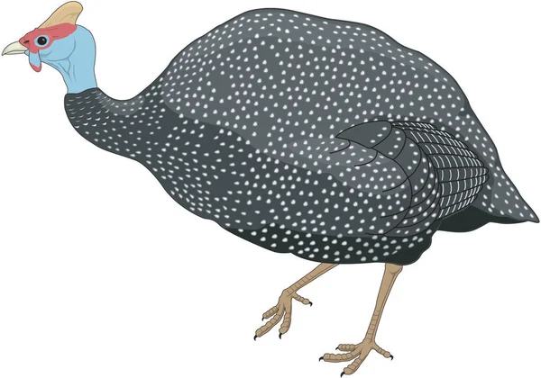 Guiné Fowl Vector Ilustração — Vetor de Stock