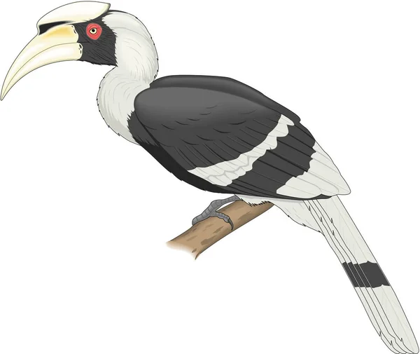 Grande Indiana Hornbill Vector Ilustração — Vetor de Stock