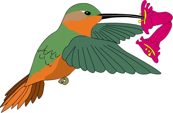 Allen Hummingbird Vector Illustration Male — стоковий вектор