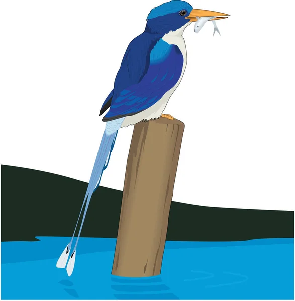 Paradise Kingfisher Vektor Illusztráció — Stock Vector